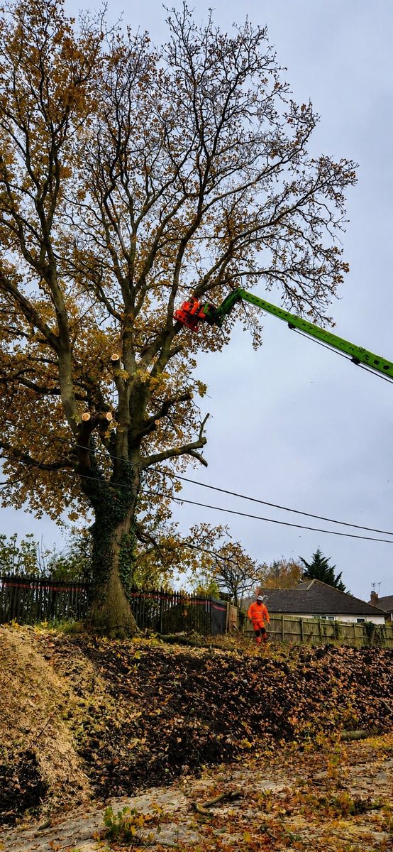 Arborist carrying out commercial tree surgery work in Kent