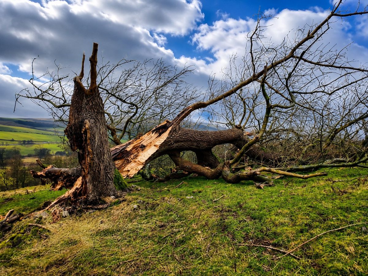 Storm-damaged ash tree requiring emergency removal in the Kent countryside