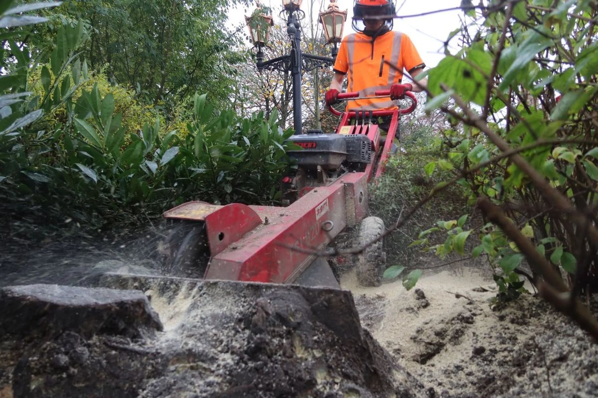 Tree stump being ground out to clear a garden area in Kent
