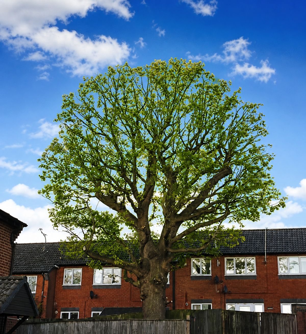 Arborist pruning and reshaping a garden tree in Kent